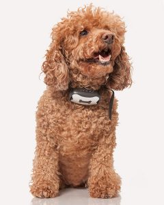 Dog wearing training collar